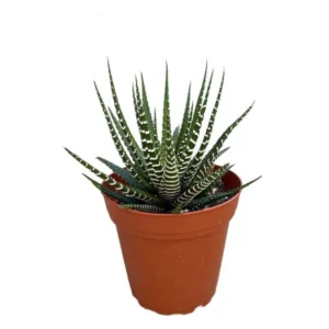 Zebra Haworthia Live Succulent Plant – 4 inch Pot – Indoor House Plant - Image 1