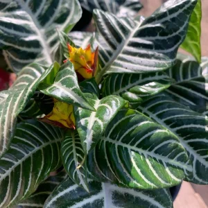 Zebra Plant Aphelandra Squarrosa Live Plant – 6 inch Pot – Indoor - Image 1