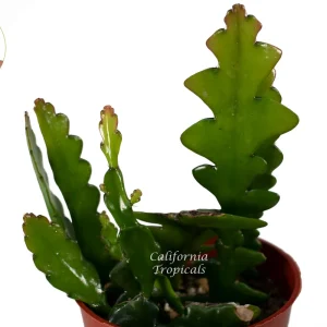Zig Zag Cactus Live Plant – 4 inch Potted Houseplant – Indoor & Outdoor - Image 2