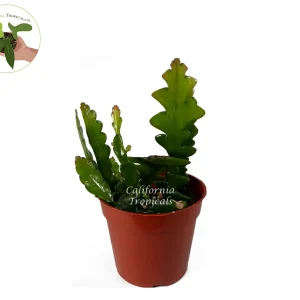 Zig Zag Cactus Live Plant – 4 inch Potted Houseplant – Indoor & Outdoor - Image 1