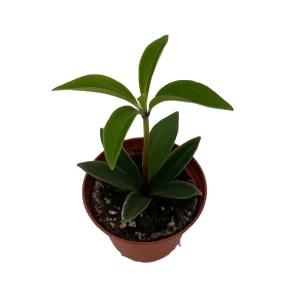 ZigZag Peperomia Pereskiifolia Live Plant – 2.5