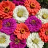 Zinnia Flower Seeds Mix - Vibrant Colors for Your Garden - Easy to Grow Annual - Image 1