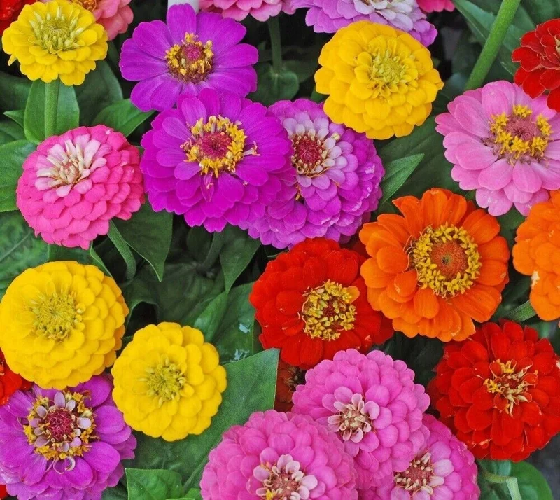 Zinnia Lilliput Flower Seeds Mix - Non-GMO Heirloom Annual Garden Seeds - Multicolor - Image 2
