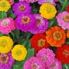 Zinnia Lilliput Flower Seeds Mix - Non-GMO Heirloom Annual Garden Seeds - Multicolor - Image 1