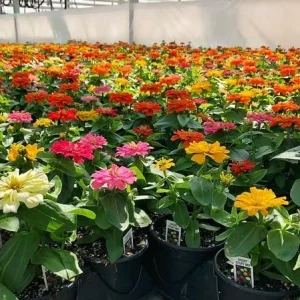 Zinnia Short Stuff Mix Seeds - 100 Dwarf Zinnia Elegans Flower Seeds for Outdoor Gardens - Image 3