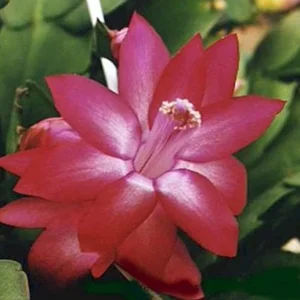 Zygocactus Live Plant – Thanksgiving Cactus – 7