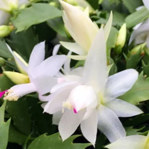 Zygocactus Live Plant – Thanksgiving Cactus – 7