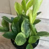 ZZ Chameleon Live Plant – Zamioculcas zamiifolia – 6 inch Pot – Indoor Houseplant - Image 1