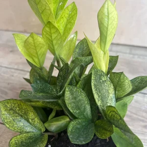 ZZ Chameleon Live Plant – Zamioculcas zamiifolia – 6 inch Pot – Indoor Houseplant - Image 2