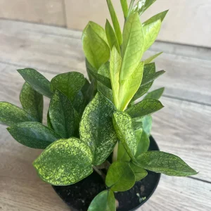 ZZ Chameleon Live Plant – Zamioculcas zamiifolia – 6 inch Pot – Indoor Houseplant - Image 6