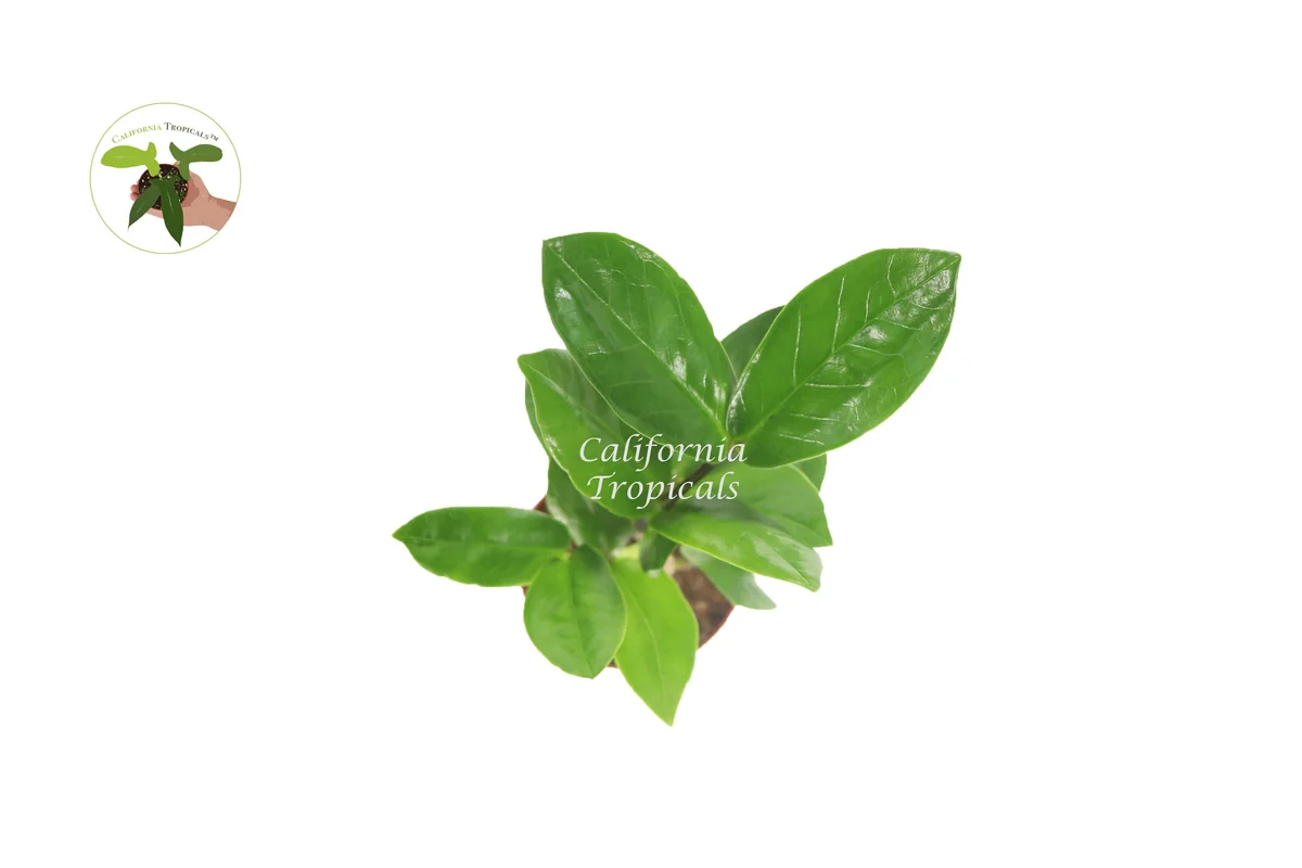 ZZ Plant Live Plant – 2 inch Pot – Zamioculcas Zamiifolia – Easy Care Indoor Houseplant - Image 2