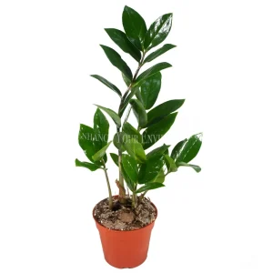 ZZ Plant Live Plant – 4 inch Pot – Indoor Houseplant – Zamioculcas zamiifolia - Image 1