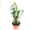 ZZ Plant Live Plant – 8 inch Pot – Low Light Indoor Houseplant - Image 1