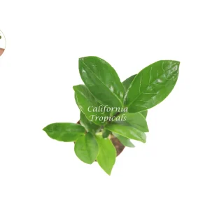 ZZ Plant Live Plant – Zamioculcas zamiifolia – 2 inch Pot – Indoor Houseplant - Image 2