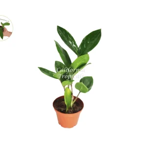 ZZ Plant Live Plant – Zamioculcas zamiifolia – 2 inch Pot – Indoor Houseplant - Image 1