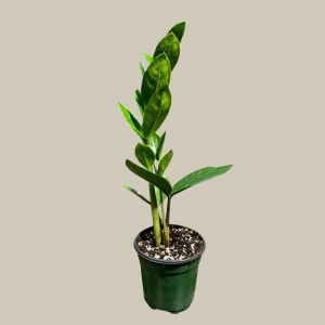ZZ Plant Live Plant – Zamioculcas Zamiifolia – 4 inch Pot – Easy Care Indoor Houseplant - Image 5
