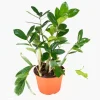 ZZ Plant Live Plant – Zamioculcas zamiifolia – 6 inch Pot – Indoor - Image 1