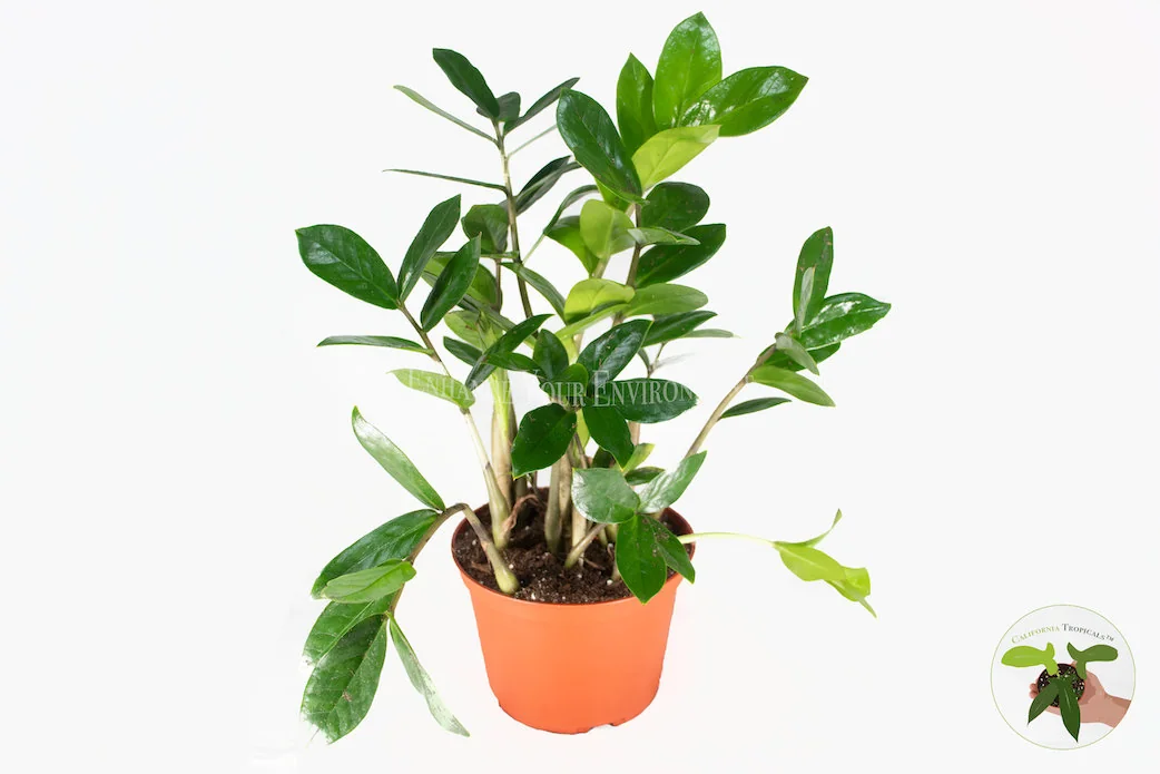 ZZ Plant Live Plant – Zamioculcas zamiifolia – 6 inch Pot – Indoor - Image 1