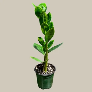 ZZ Plant Live Plant - Zamioculcas Zamiifolia - Easy Care Indoor Houseplant - Image 3