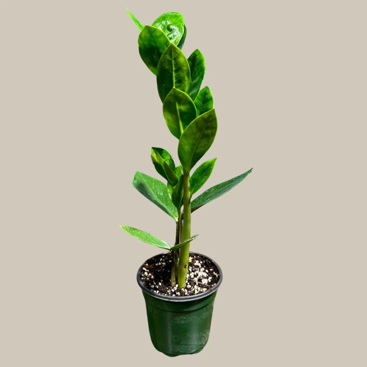 ZZ Plant Live Plant - Zamioculcas Zamiifolia - Easy Care Indoor Houseplant - Image 3