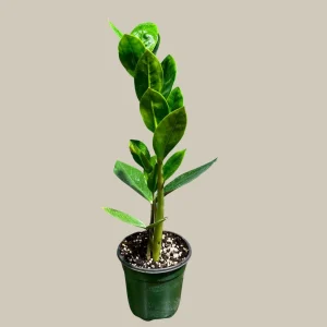 ZZ Plant Live Plant - Zamioculcas Zamiifolia - Easy Care Indoor Houseplant - Image 4