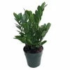 ZZ Plant Zamioculcas zamiifolia - Live Hardy House Plant - 6 inch Pot - Image 1