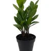 ZZ Plant Zamioculcas zamiifolia Live Plant – 4" Pot – Easy Care Houseplant Indoor - Image 1