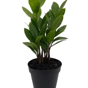 ZZ Plant Zamioculcas zamiifolia Live Plant – 4