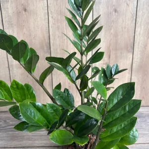 ZZ Plant Zamioculcas Zamiifolia Live Plant – 6 inch Pot – Indoor - Image 1