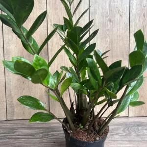 ZZ Plant Zamioculcas Zamiifolia Live Plant – 6 inch Pot – Indoor - Image 6