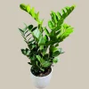 ZZ Plant Zamioculcas Zamiifolia Live Plant – Easy Care Indoor Houseplant – 4-6 inch Pot - Image 1
