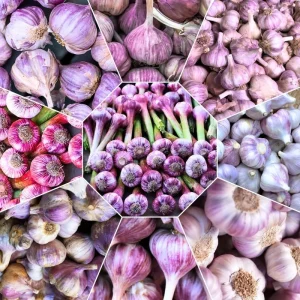 1 Lb Hardneck Garlic Bulbs for Planting - High-Yield Mix Garlic Cloves for Garden - Image 9