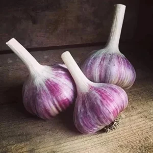 1 Lb Red Russian Hardneck Garlic Bulbs for Planting & Gardening - Image 1