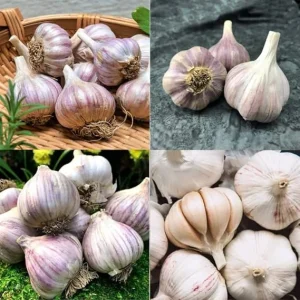 1 Pound Mix Hard Neck Garlic Bulbs for Planting - Garden Vegetable - Image 6