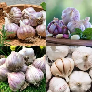1 Pound Mixed Garlic Bulbs for Planting – Heirloom Outdoor Garden - Image 3