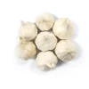 1 Pound Polish Hardneck Garlic Bulbs for Planting - White Garlic Tubers - Image 1