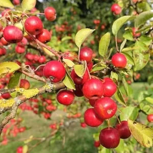 10 American Crabapple Trees Live Plants 1 ft Tall, Sweet Crab Apple Tree, Pink Red Crabapple Plants-No Ship CA - Image 2