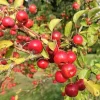 10 American Crabapple Trees Live Plants 1 ft Tall, Sweet Crab Apple Tree, Pink Red Crabapple Plants-No Ship CA - Image 1