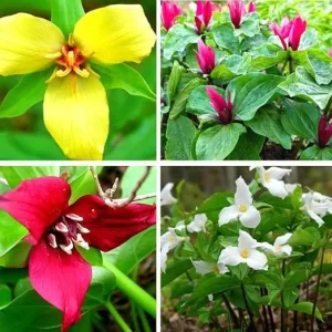 10 Assorted Trillium Bulbs – Perennial Flower Bulbs – Red, Yellow, White – USDA Zone 4+ - Image 4