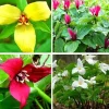 10 Assorted Trillium Bulbs – Perennial Flower Bulbs – Red, Yellow, White – USDA Zone 4+ - Image 1