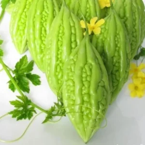 10 Bitter Melon Seeds for Planting - F1 Hybrid Bitter Gourd Seeds - Image 1