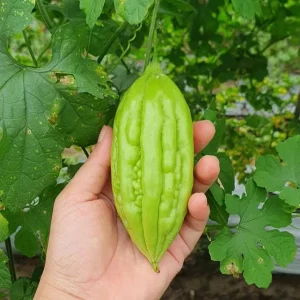 10 Bitter Melon Seeds for Planting - F1 Hybrid Bitter Gourd Seeds - Image 2