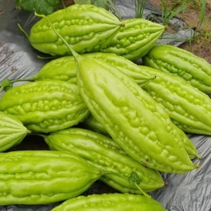 10 Bitter Melon Seeds for Planting - F1 Hybrid Bitter Gourd Seeds - Image 3
