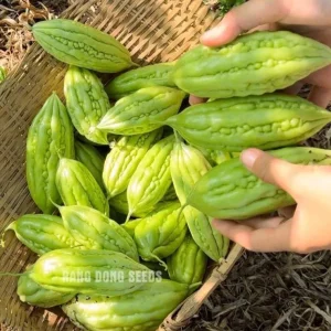10 Bitter Melon Seeds for Planting - F1 Hybrid Bitter Gourd Seeds - Image 4