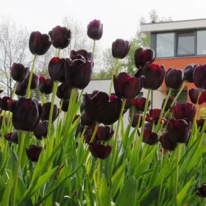 10 Black Queen of the Night Tulip Bulbs - Deep Purple Perennial Flowers - Image 4