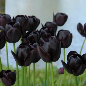 10 Black Queen of the Night Tulip Bulbs - Deep Purple Perennial Flowers - Image 5