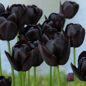 10 Black Queen of the Night Tulip Bulbs - Deep Purple Perennial Flowers - Image 1