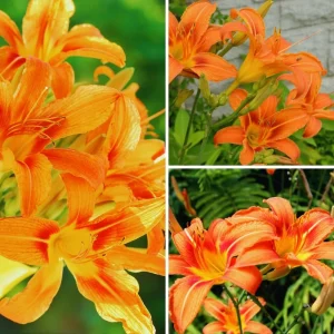 10 Double Orange Daylily Bulbs - Perennial Flower Bulbs for Full Sun - Image 2