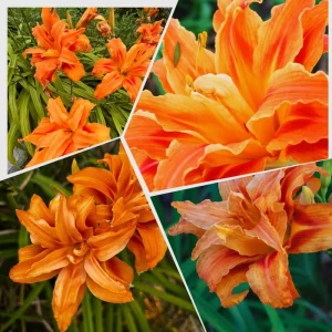 10 Double Orange Daylily Bulbs - Perennial Flower Bulbs for Full Sun - Image 3
