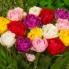 10 Double Peony Tulip Bulbs Mixed | Perennial Flower Bulbs for Garden - Image 1